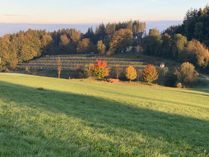 Weinbau Harringer